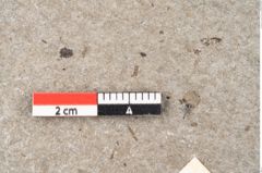 Foto (Detailansicht) von Cystoseira communis Unger (NHMW-GEO-2024-0188-6636)